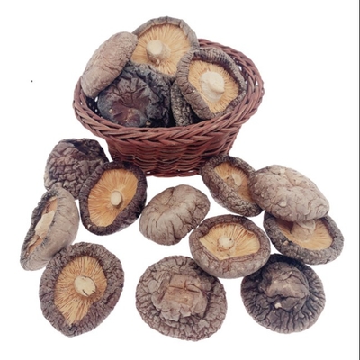 ブラウンの典型的でおいしい乾燥した椎茸きのこ4cmの耕作Cubensis